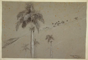 Tegning, Royal Palm, Cuba, 1885