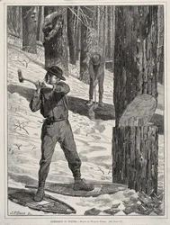 Skovhugst om vinteren