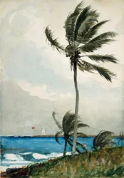 Palmetræ, Nassau, 1898.