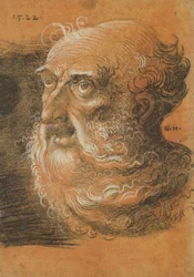 Head Study, 1522 (kul og hvidt kridt på papir)