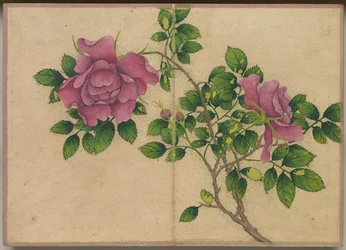 Skrivebordsalbum: Blomster- og fuglemalerier (rose)