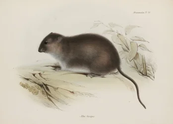 Bush eller brunfodet rotte, Australien, c 1832-1836