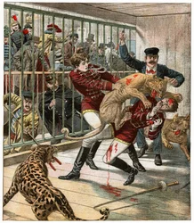 Død af en stor kattetræner
