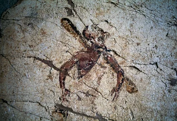 Fresco, Kos, Grækenland (foto)