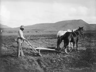Indianer pløjer sit land, Sacaton Indian Reservation, Arizona, ca. 1909 (s/h foto)