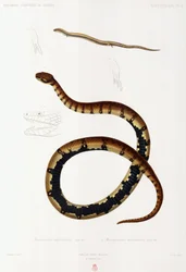 Lizard and Hooded Snake, Algeriet