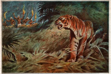Man spiser tiger