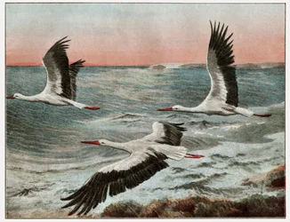 Storkenes vandring
