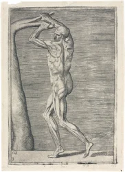 Muskler Anatomisk undersøgelse af mandlig muskulatur; mand brækker en gren, ca 1555