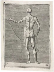 Muskler Anatomisk undersøgelse af mandlig muskulatur; mand, der holder et reb, ca 1555