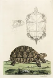 Ansporet skildpadde