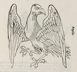 Stjernebilledet Aquila