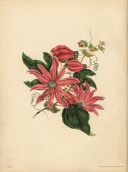 Racemosen Passionflower, Passiflora racemosa, Religiøs overtro