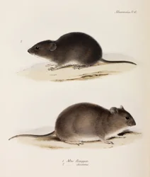 To typer mus, c 1832-1836