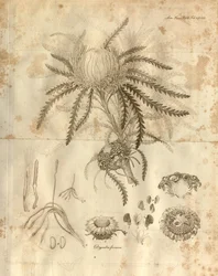 Dette er plade 3 fra bind 10 af Transactions of the Linnean Society of London, der blev udgivet i 1811. Den afbildede plante er Dryandra formosa (nu Banksia formosa)