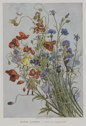 Fleurs Animees. Bleuets et Coquelicots. (Animerede blomster: kornblomster og valmuer)