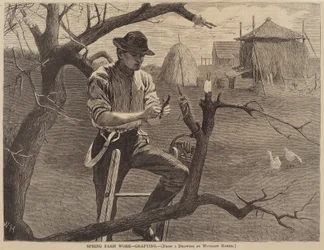 Spring Farm Arbejde - Podning