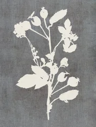 Botanisk rosen-silhuet