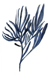 Indigo Botaniske Grene