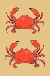 Levende røde krabber
