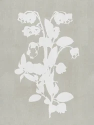 Hvide botaniske blomster