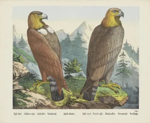 Aigle doré. / Gylden ørn. / Goldadler. / Goudarend. / Aquila dorato. / Aigle royal. / Kongelig ørn. / Königsadler. / Steenarend. / Ossifrago (titel på objekt)
