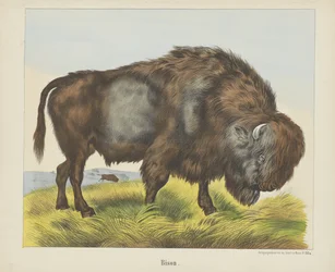Bison (titel på objekt)