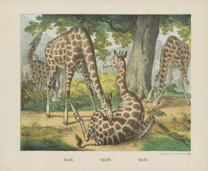 Girafa. / Giraf. / Girafe (titel på objekt)