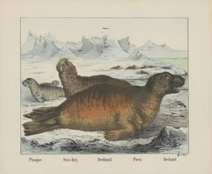 Phoque. / Havhund. / Seehund. / Foca. / Segl (titel på objekt)