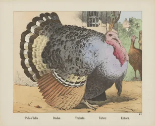 Pollo d