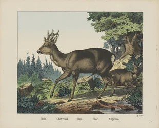 Reh. / Chevreuil. / Rogn. / Ree. / Capriulo (titel på objekt)