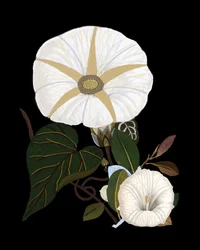 Elegante hvide morgenblomster