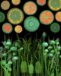 Fantastiske botaniske mønstre