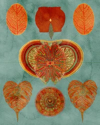 Indviklet botanisk arrangement