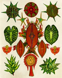 Detaljeret naturillustration