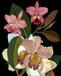Orkideer og magnolier