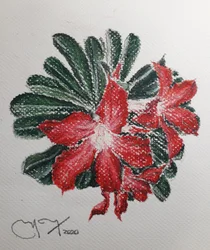 ØRKENBLOMST