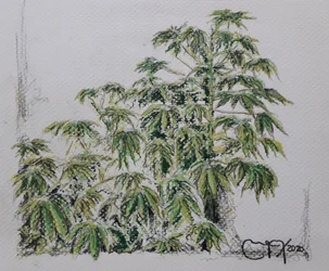 YUCA PLANT