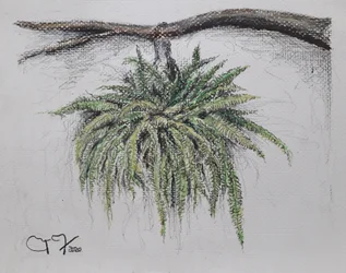 ORNAMENTAL PLANT - FERN