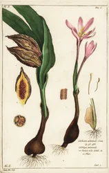 Efterårskrokus, eng safran eller nøgne damer, Colchicum autumnale, Linn