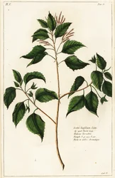 Candlenut, Croton laccifer