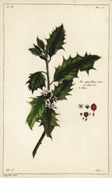Europæisk kristtorn, Ilex aquifolium, Linn