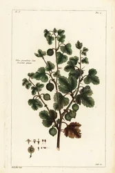 Stikkelsbær, Ribes grossularia