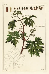 Blade og spirende druer på en vinranke, Vitis vinifera