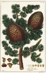 Libanon ceder Ceder af Libanon Pinus cederus Linn