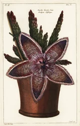 Søstjerneblomst eller ådselplante, Stapelia hirsuta Linn