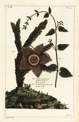 Søstjerneplante, Orbea variegata 1 og hvid svalurt, Vincetoxicum hirundinaria