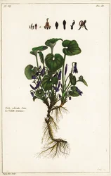 Sød viol, Viola odorata, Linn