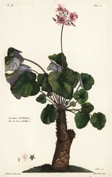 Uopløste arter af geranium, Geranium umbellicatum